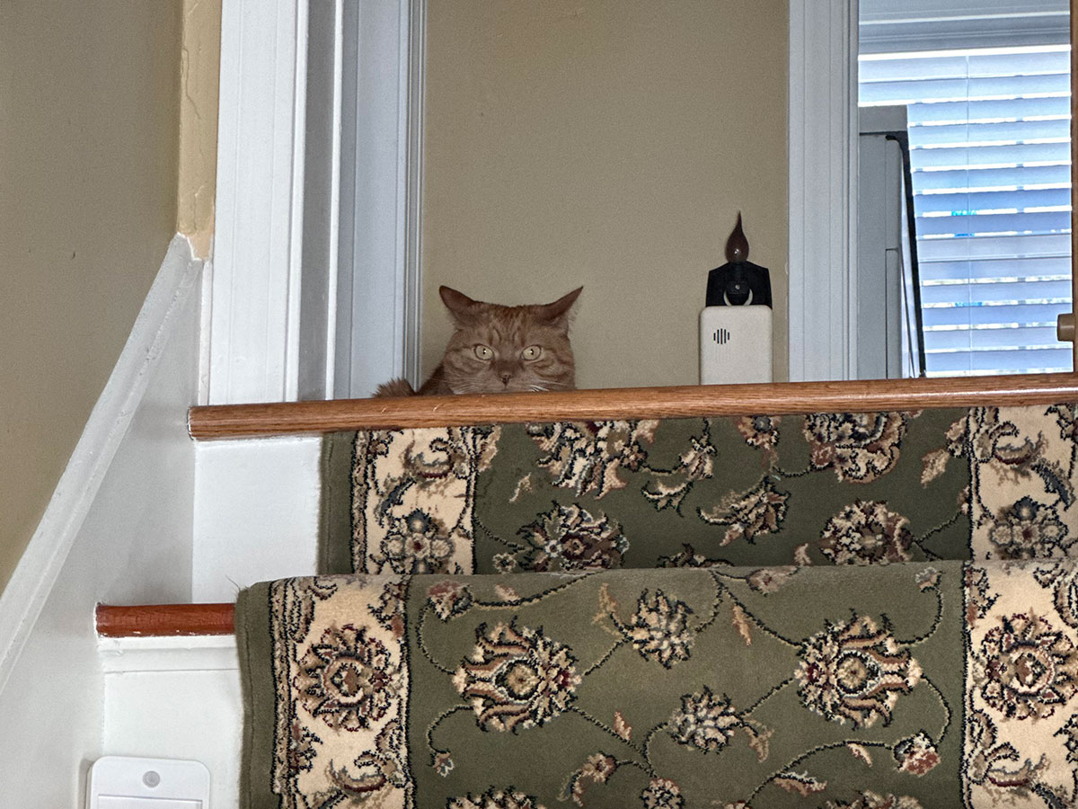 Homeowner’s cat watching the fireplace crew from the staircase during construction